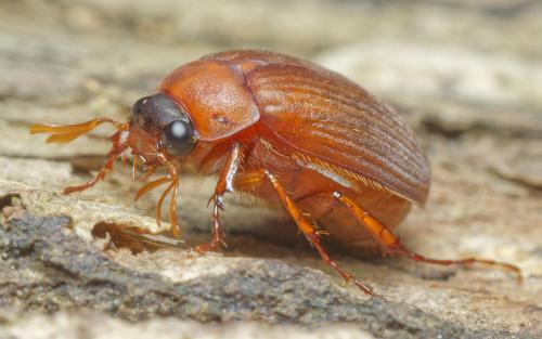 Serica brunnea