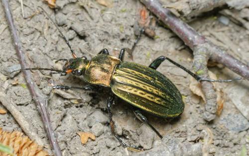 Carabus cancellatus