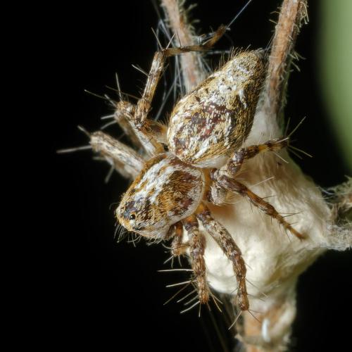 Réf. 307 133 : Oxyopes ramosus