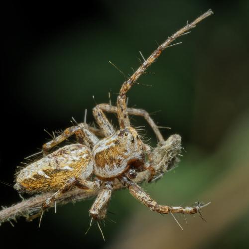 Réf. 307 134 : Oxyopes ramosus