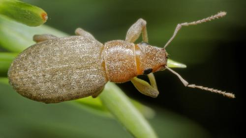 Réf. 307 324 : Brachyderes incanus