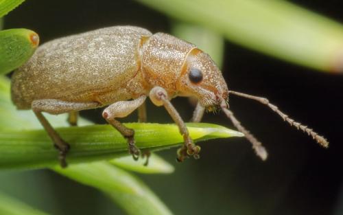 Réf. 307 323 : Brachyderes incanus