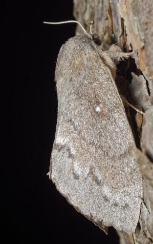Réf. 307 188 : Dendrolimus pini
