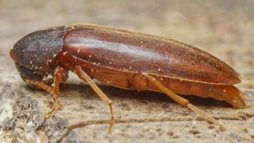 Phloiotrya tenuis