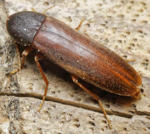 Phloiotrya tenuis