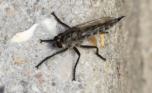 Machimus cyanopus