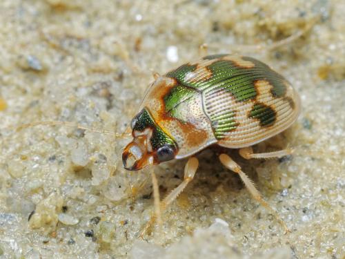 Réf. 307 914 : Omophron limbatum