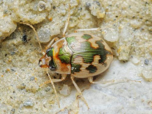 Omophron limbatum