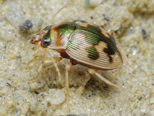 Réf. 307 913 : Omophron limbatum