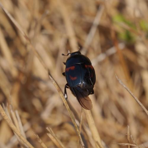 Hister quadrimaculatus