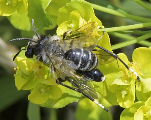 Andrena flavipes