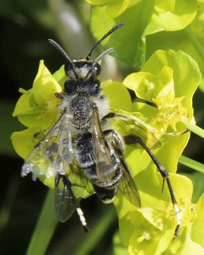Andrena flavipes