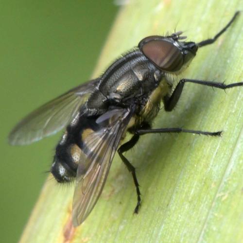 Stomorhina lunata