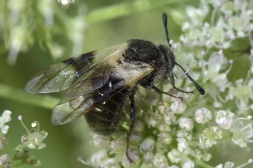 Abia fasciata