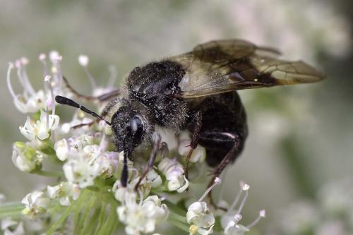 Abia fasciata