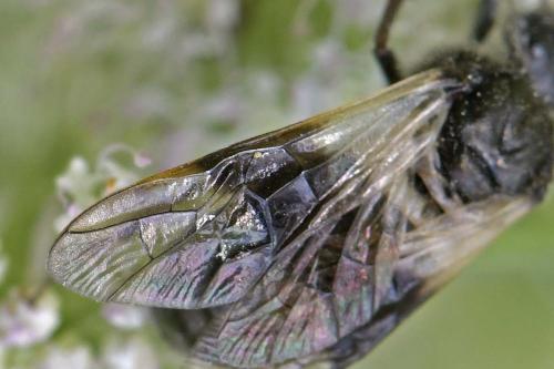 Abia fasciata