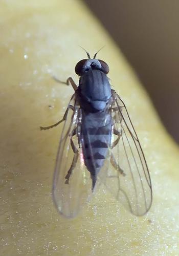 Platypeza fasciata