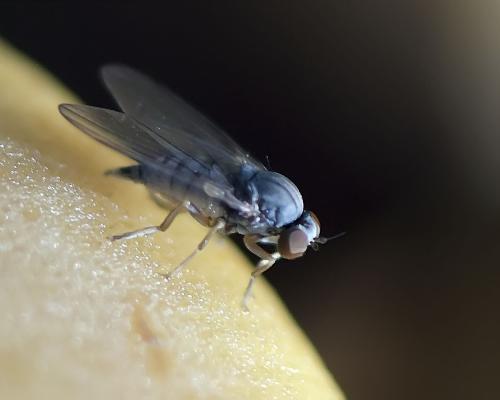 Platypeza fasciata