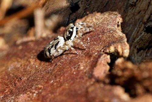 Salticus cingulatus
