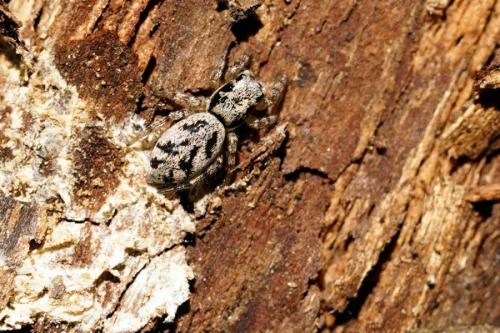 Salticus cingulatus