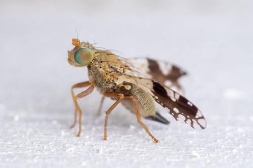 Réf. 307 593 : Tephritis sp.
