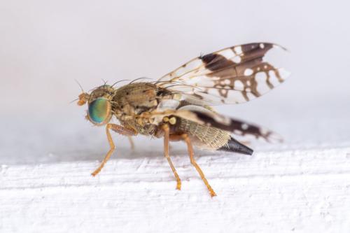Réf. 307 594 : Tephritis sp.