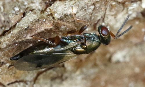 Rhopalicus tutela