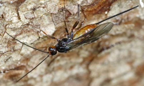 Coeloides bostrichorum
