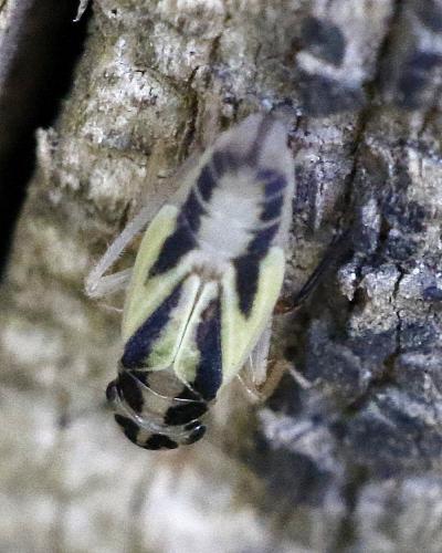Réf. 307 602 : Evacanthus interruptus