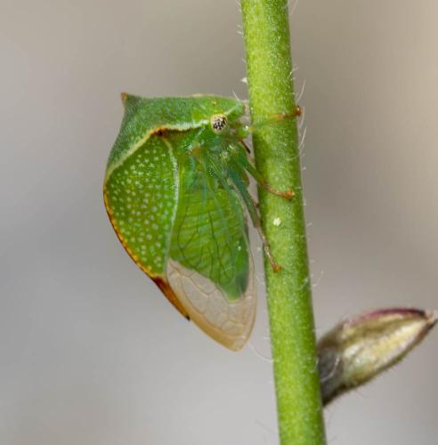 Réf. 307 017 : Stictocephala bisonia