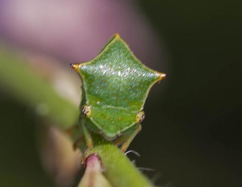 Réf. 307 018 : Stictocephala bisonia