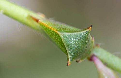 Réf. 307 019 : Stictocephala bisonia