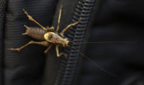 Pholidoptera griseoaptera