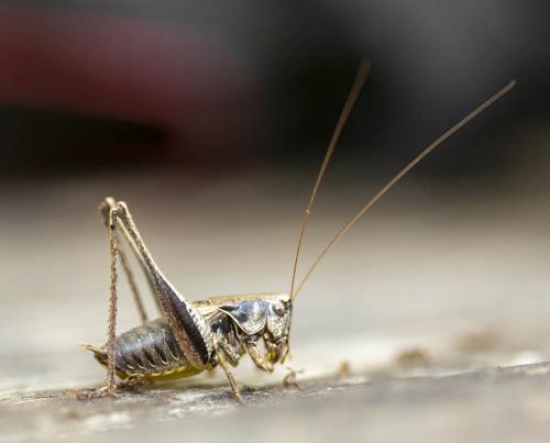 Pholidoptera griseoaptera