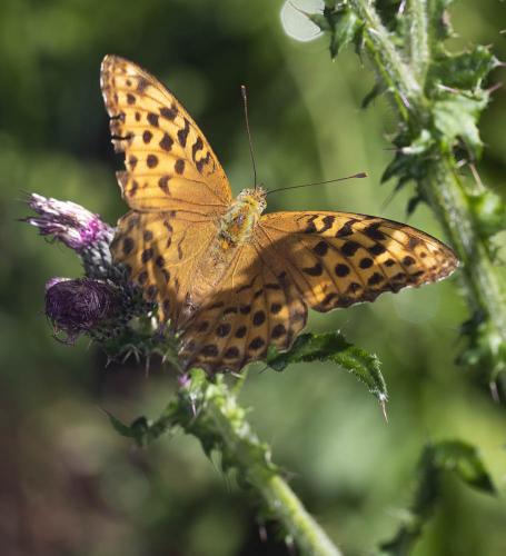 Argynnis paphia