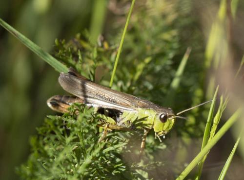 Réf. 307 868 : Stauroderus scalaris scalaris