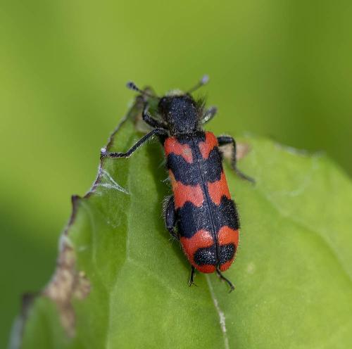 Réf. 307 879 : Trichodes alvearius