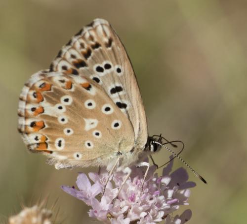 Réf. 307 499 : Polyommatus sp.