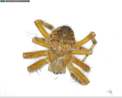 Araneus diadematus