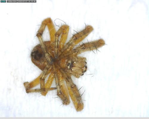 Araneus diadematus