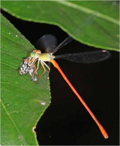 Sarcophaga sp.