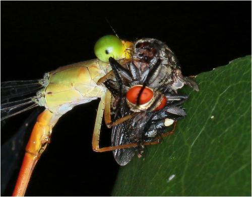 Sarcophaga sp.