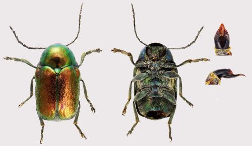 Cryptocephalus globicollis