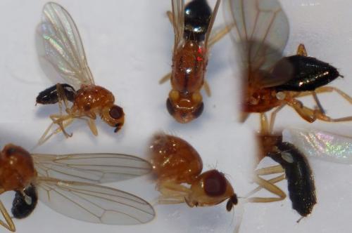 Chamaepsila sp.