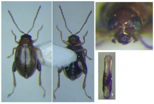 Réf. 307 979 : Longitarsus scutellaris