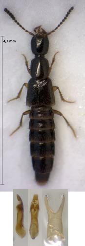 Réf. 307 833 : Gabrius nigritulus