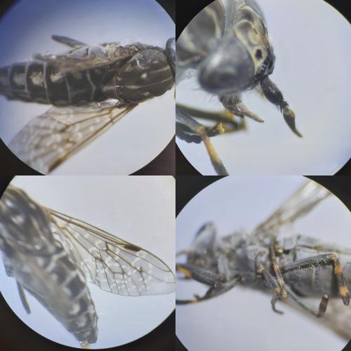 Haematopota ocelligera