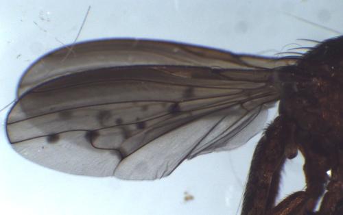 Hydromya dorsalis