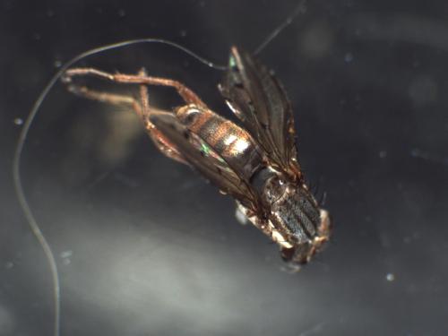 Hydromya dorsalis