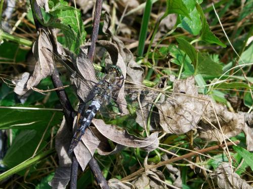 Orthetrum cancellatum